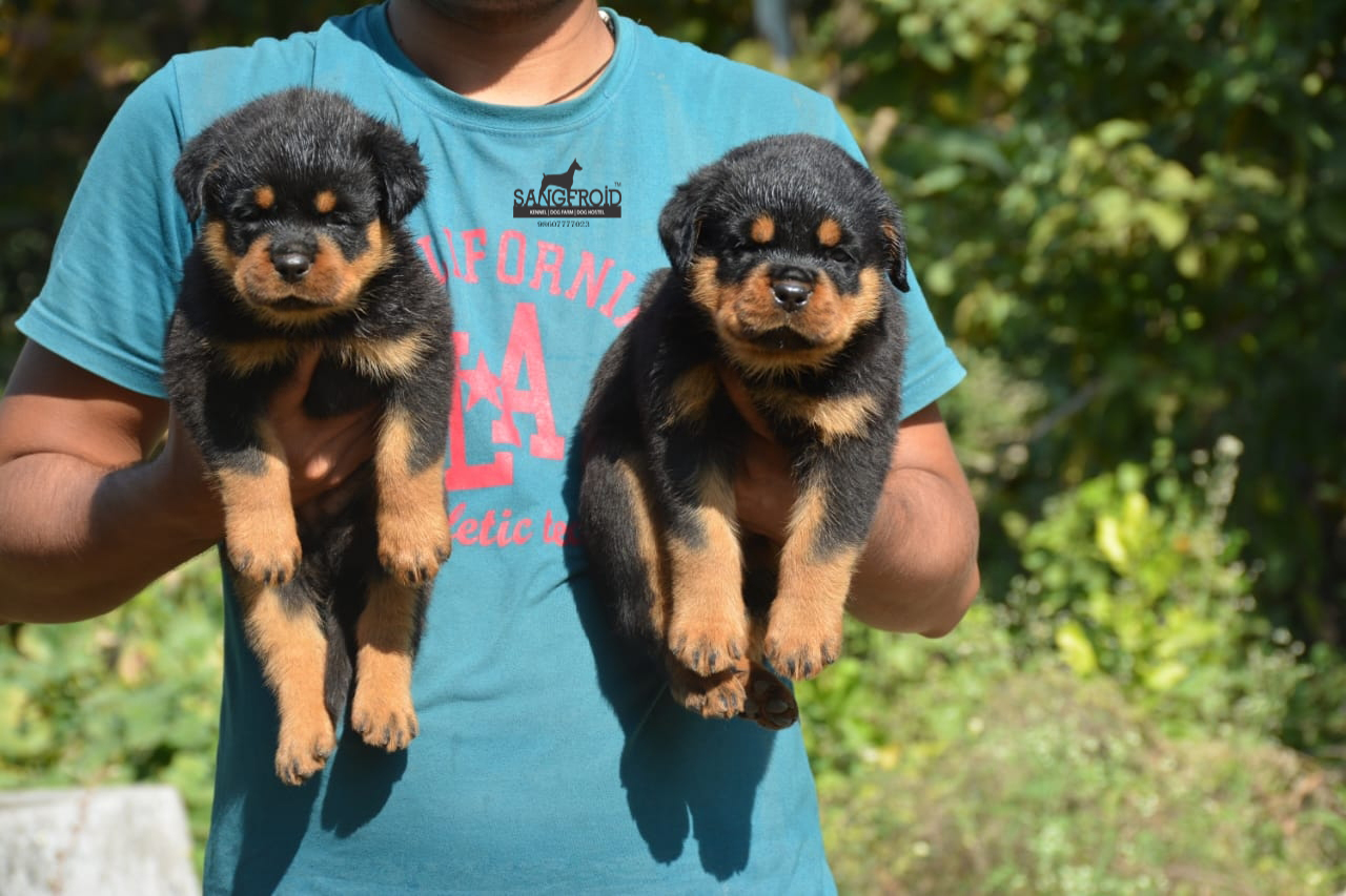 Rottweiler Puppies For Sale 9860777723 Import and Champion Line